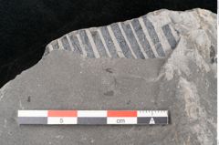 Foto (Detailansicht) von Asterocarpus meriani Brongniart (NHMW-GEO-2024-0188-10611)